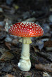 fliegenpilz