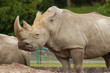 nashorn