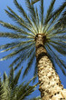 alicante
