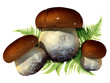 Photo en ligne au meilleur prix bolet champignon