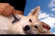 pet care pet care