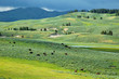 yellowstone bison