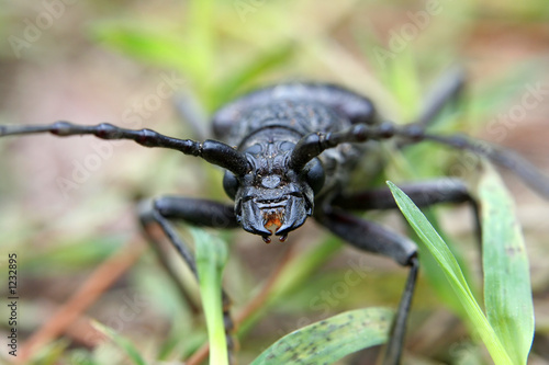 Photo: big black bug big black bug