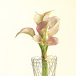 lilies in a vase. lilies in a vase.