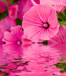 flowers in a garden