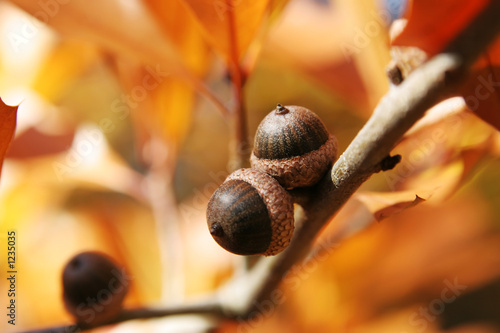 Foto: acorns acorns