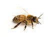 worker bee