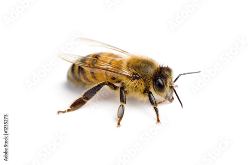 worker bee