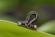 caterpillar