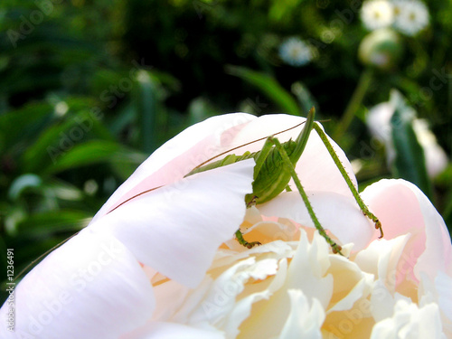 Photo: fanny grasshopper fanny grasshopper