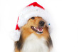 happy christmas dog
