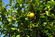 un citronier