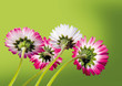 Foto: gänseblümchen auf grün gänseblümchen auf grün