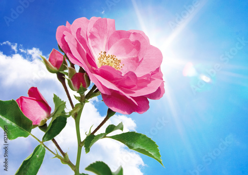 heavens rose heavens rose