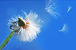 pusteblume pusteblume
