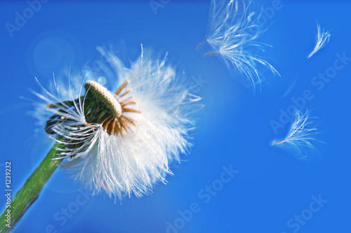 pusteblume