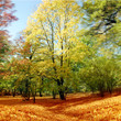 autumn tree
