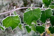 leaves in hoarfrost