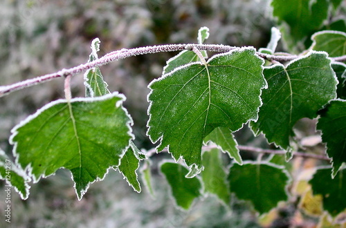 Photo: leaves in hoarfrost leaves in hoarfrost