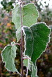 Photo: leaves in hoarfrost leaves in hoarfrost
