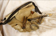 horseshoeing tools