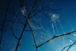 Photo: leaves in a web leaves in a web