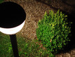 garden in the night
