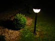 garden in the night