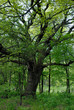 oak