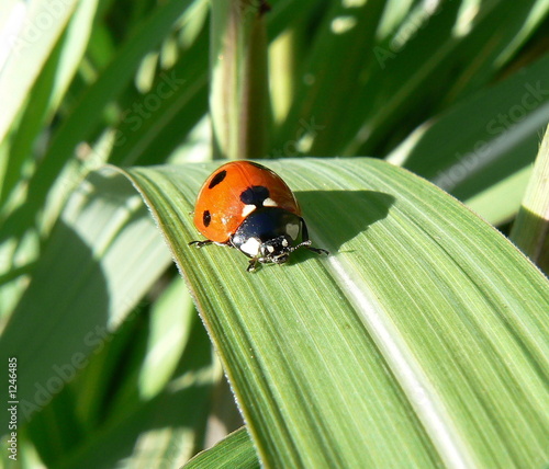 ladybug