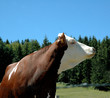 vache