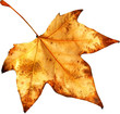 autumn leaf