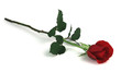 rose on white