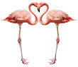love birds on white