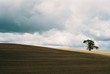 tree, new zealand