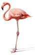 flamingo on white flamingo on white