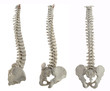 three spines three spines
