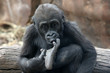 baby gorilla