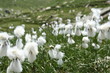 Photo: " fleurs de montagnes" " fleurs de montagnes"