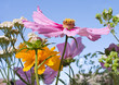 wiesenblumen 2