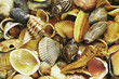 sea shells