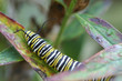 climbing caterpillar climbing caterpillar