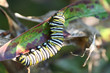 monarch caterpillar monarch caterpillar