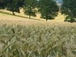 kornfeld