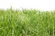 green grass