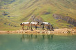 three horses at the lake three horses at the lake