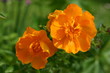 trollblume