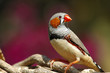 oiseau exotique astrild oiseau exotique astrild