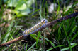 the worm the worm