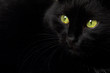 a black cat